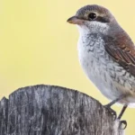 Guía para el avistamiento de fauna en Hungría
