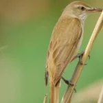 Guía para la observación de aves en Hungría