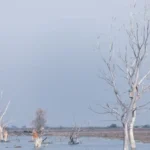 Explora la vida salvaje en Hortobágy, Hungría